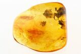 Detailed Fossil Planthopper Nymph and Gall Midge In Baltic Amber #275409-1